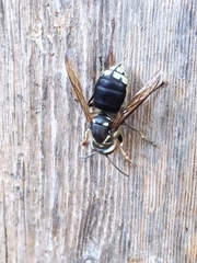 Dolichovespula maculata
