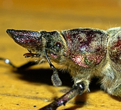 Sphaenognathus giganteus