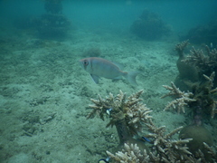 Priacanthidae