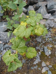 Ribes graveolens