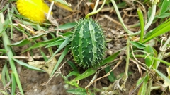 Cucumis prophetarum