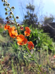 Alonsoa meridionalis