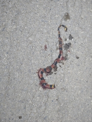 Pliocercus elapoides