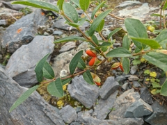 Lonicera hispida