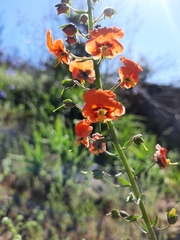 Alonsoa meridionalis