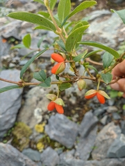 Lonicera hispida