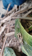 Pristimantis