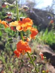 Alonsoa meridionalis