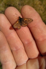 Euphydryas aurinia debilis