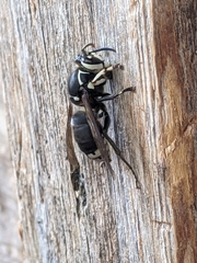 Dolichovespula maculata