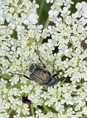 Trichiotinus affinis