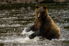 Ursus arctos sitkensis