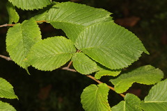 Ulmus glabra