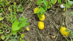 Cucumis prophetarum
