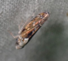 Scaphoideus pullus