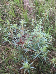 Amaranthus cannabinus