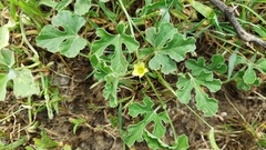 Cucumis prophetarum