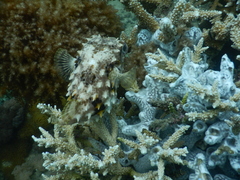 Cyclichthys orbicularis