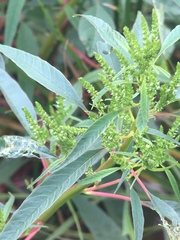 Amaranthus cannabinus