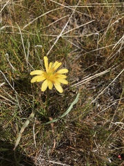 Nothocalais troximoides