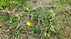 Cucumis prophetarum