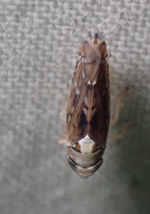 Scaphoideus pullus