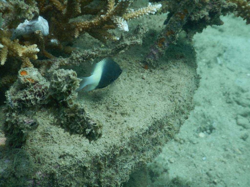 Immagine rappresentativa del genere Pycnochromis