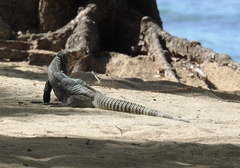 Ctenosaura melanosterna