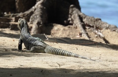 Ctenosaura melanosterna