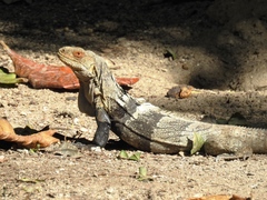 Ctenosaura melanosterna