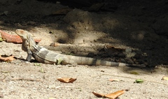 Ctenosaura melanosterna