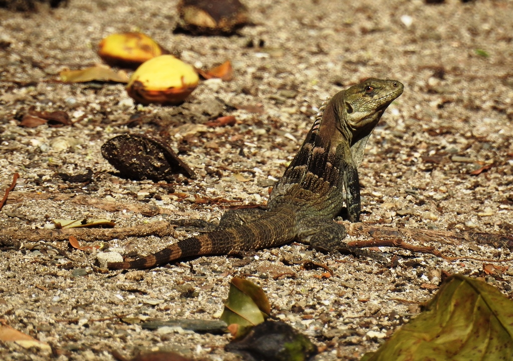 Black-Chested Spiny-Tailed Iguana
