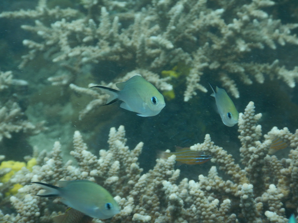 Ternate Chromis