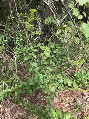 Solidago chapmanii image