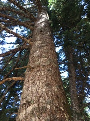 Abies cephalonica