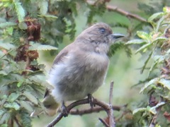 Prodotiscus regulus
