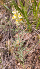 Linaria buriatica