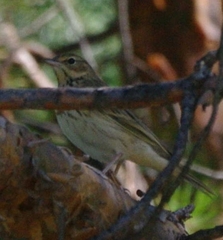 Anthus trivialis