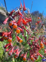Tropaeolum tricolor