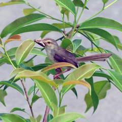 Prinia inornata