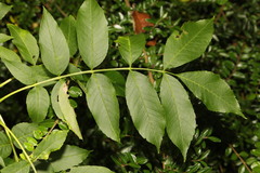 Fraxinus excelsior