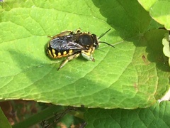 Anthidium manicatum