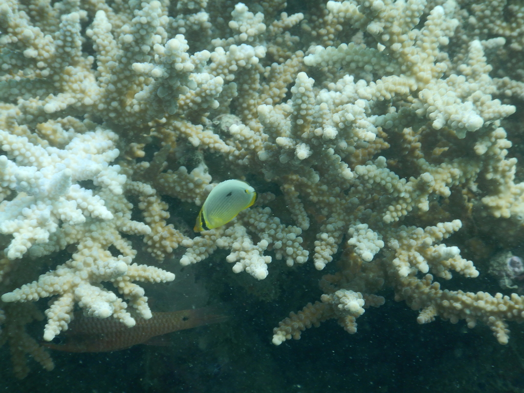 Melon butterflyfish