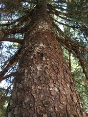 Abies cephalonica