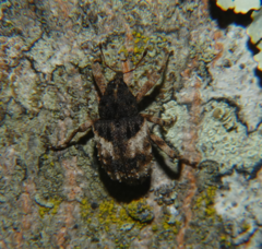 Cryptorhynchus fuscatus