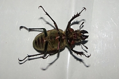 Sphaenognathus giganteus