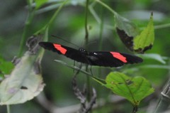 Heliconiini