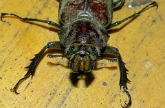 Sphaenognathus giganteus