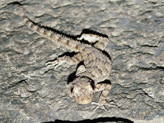 Mediodactylus heterocercus