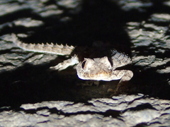 Mediodactylus heterocercus